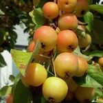 Malus domesticaΦρούτο