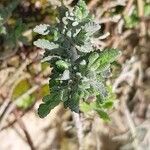 Teucrium polium Blad