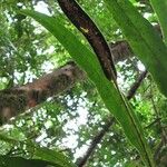 Elaphoglossum tonduzii 树皮