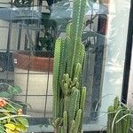 Acanthocereus tetragonus ᱥᱟᱠᱟᱢ