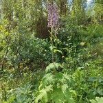 Aconitum septentrionale Кветка