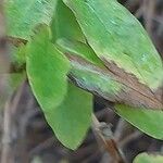 Plumbago europaea List