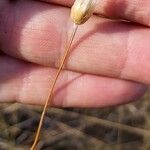 Xeranthemum cylindraceum 花