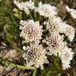 Oenanthe lachenalii Flower