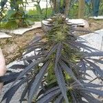 Cannabis indica 整株植物