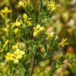 Jasminum fruticans Fleur