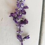 Salvia farinacea Květ