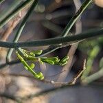 Coronilla junceaBlatt