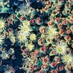 Mesembryanthemum crystallinum Floare