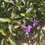 Mirabilis jalapaFlor