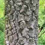 Diospyros virginiana Corteza