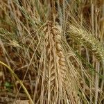 Hordeum vulgare 果實