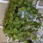 Peperomia prostrataLeht