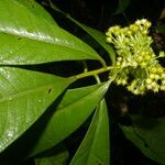 Ardisia opegrapha Leaf