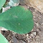 Euphorbia magnifica Leaf