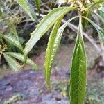 Miconia sellowiana Leaf