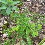 Thalictrum delavayi Ліст