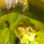 Acer macrophyllum Casca