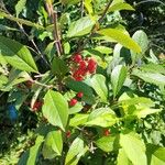 Aronia arbutifolia Fruit