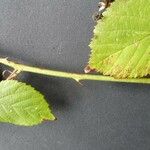 Rubus winteri Blad