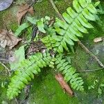 Asplenium platyneuron ᱥᱟᱠᱟᱢ