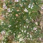 Symphyotrichum lateriflorum পাতা