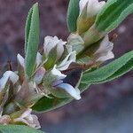 Polygonum raii Flower