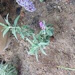 Salvia leucanthaLeaf