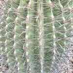 Ferocactus cylindraceus Blad