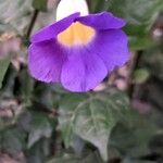 Thunbergia erectaКветка