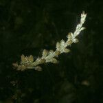 Prescottia stachyodes Hoja