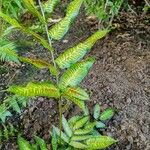 Coniogramme emeiensis Hoja