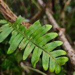 Polypodium vulgare Fuelha