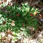 Ruscus aculeatus Yaprak