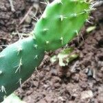 Opuntia maxima Bark