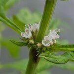 Lycopus europaeus Flower