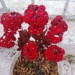 Kalanchoe crenataപുഷ്പം