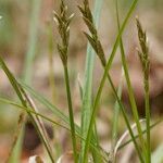 Carex pseudobrizoides Other