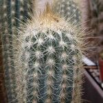 Pilosocereus tillianus Hoja