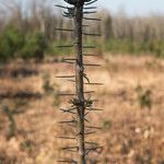 Abies cephalonica Leaf