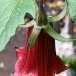 Canarina canariensis Muu