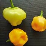 Capsicum baccatum Plod