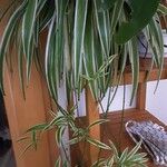 Chlorophytum comosum 整株植物