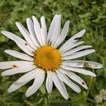 Leucanthemum vulgareVirág