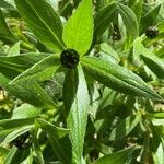 Centaurea graminifolia Blatt