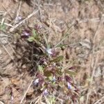 Collinsia parviflora പുഷ്പം