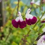Salvia microphylla Çiçek