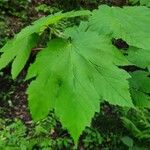 Acer spicatum Folla