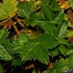 Potentilla brauneana Blad