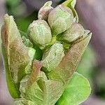 Exochorda racemosa Muu